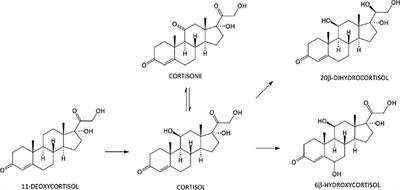 Limited Role of Hair Cortisol and Cortisone Measurement for Detecting Cortisol Autonomy in Patients With Adrenal Incidentalomas